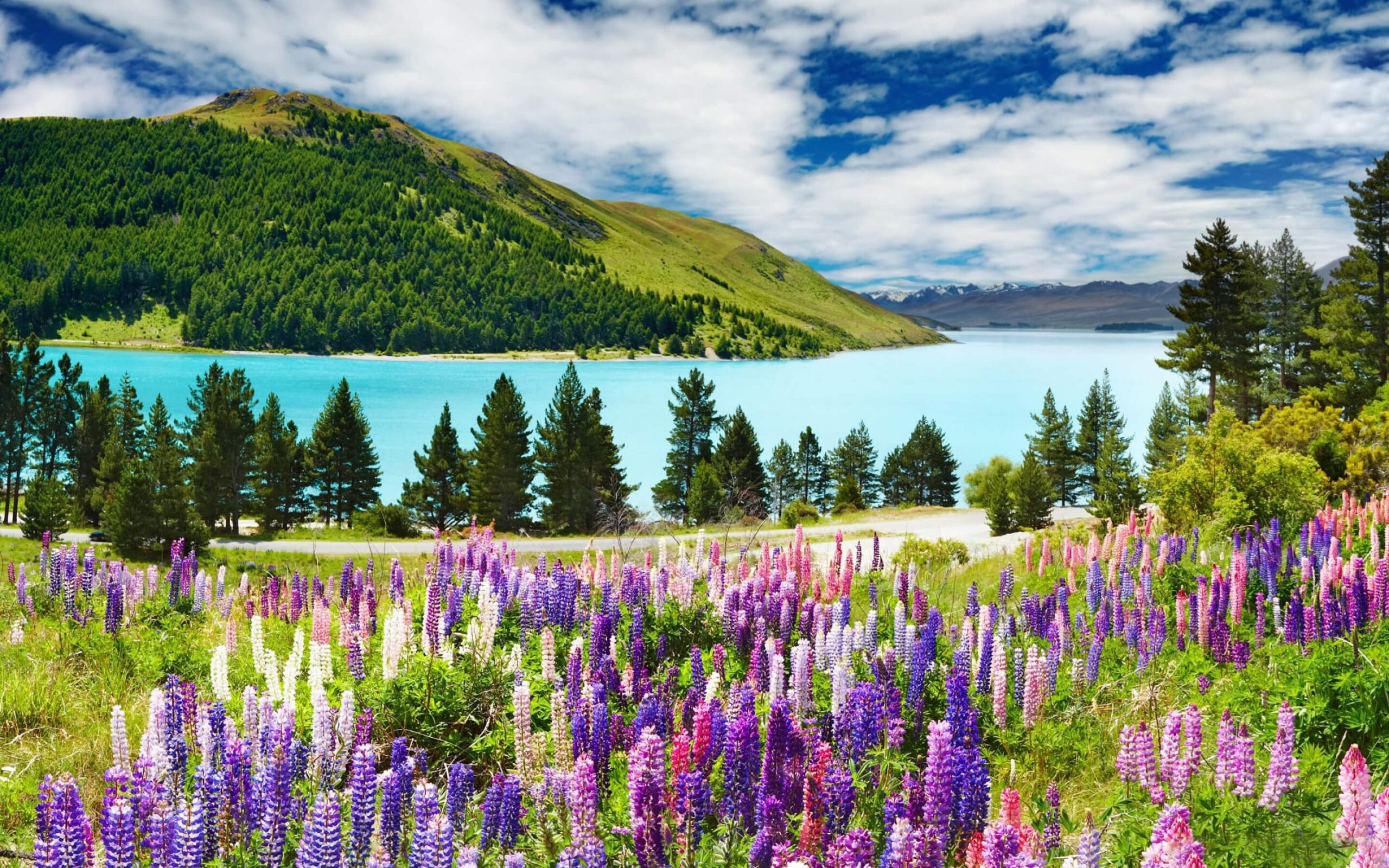 New Zealand 5 Star New Year Holiday Travel & Tour Package